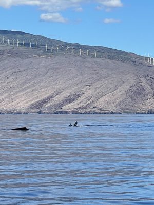 Pacific Whale Foundation by null