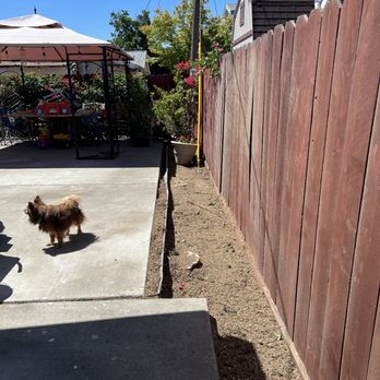 Tree Care Solano - After we removed Italian cypresses. - Tree Services Near Me Tree Care Solano - After we removed Italian cypresses. - Tree Services Near Me