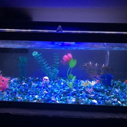Just wanted a red fish, it was my late mother's favorite color Just wanted a red fish, it was my late mother's favorite color