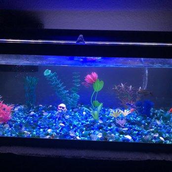 PetSmart Dog Training - Just wanted a red fish, it was my late mother's favorite color - Pet Training Near Me - Pearland, Texas PetSmart Dog Training - Just wanted a red fish, it was my late mother's favorite color - Pet Training Near Me - Pearland, Texas
