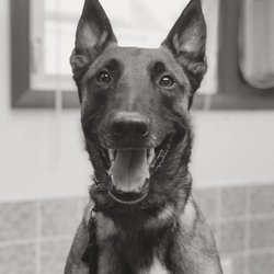 sterling vca animal hospital