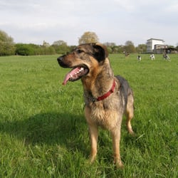 Hundewiese Bieber