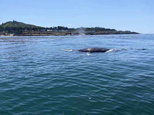 Whale's Tail Charters by null