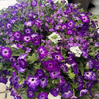 Martins Greenhouse - Nurseries & Gardening Near Me - Standish, California Martins Greenhouse - Nurseries & Gardening Near Me - Standish, California