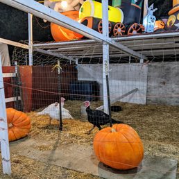 Those poor lonely turkeys!