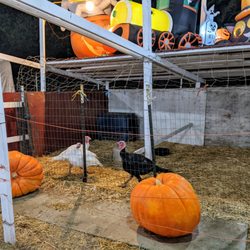 Clancy's Christmas Trees & Pumpkin Patch - Those poor lonely turkeys!