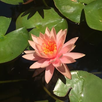 Self Realization Fellowship - Meditation Centers Near Me - Los Angeles, California Self Realization Fellowship - Meditation Centers Near Me - Los Angeles, California