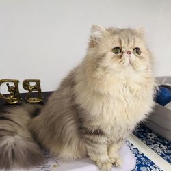 Stardazl Persians