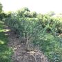 Photo of McCann's Berry Farm