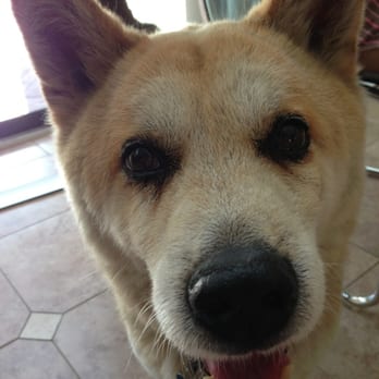 VCA Chatsworth Veterinary Center - Keikun! Thank you Dr Nassi and staff - Veterinarians Near Me - Chatsworth, California VCA Chatsworth Veterinary Center - Keikun! Thank you Dr Nassi and staff - Veterinarians Near Me - Chatsworth, California