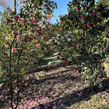 UNC Charlotte Botanical Gardens - Camellias - Botanical Gardens Near Me - Charlotte, North Carolina