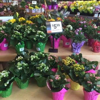 Stop & Shop - So pretty I had to take a pic - Grocery Near Me - Cromwell, Connecticut