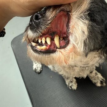 Precious Little Paws - Pet Groomers Near Me - Lake Elsinore, California Precious Little Paws - Pet Groomers Near Me - Lake Elsinore, California