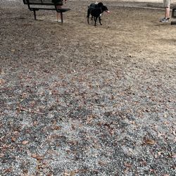Dog Park at Tom Brown