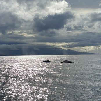 Sail Maui - Lahaina - Momma and baby whale in the ocean - Boating Near Me - Lahaina, Hawaii Sail Maui - Lahaina - Momma and baby whale in the ocean - Boating Near Me - Lahaina, Hawaii