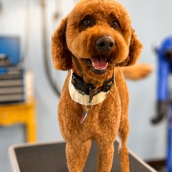 Doggie Gone Grooming
