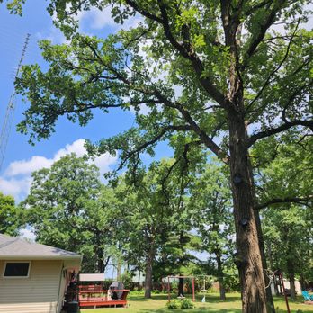 Two Dogs Tree Service - Tree Services Near Me Two Dogs Tree Service - Tree Services Near Me