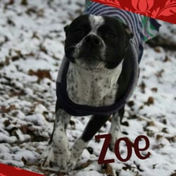 Charlotte Kennels - Ready to ditch the sweaters!!! Bring on the Spring