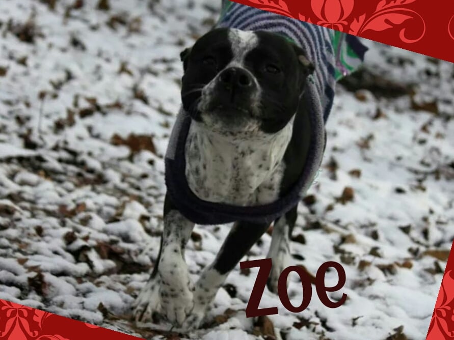 Charlotte Kennels - pet boarding facility in Indian Trail, NC