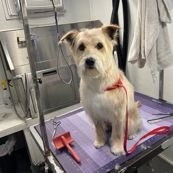 That's The Floof - Pet Groomers Near Me - Tempe, Arizona That's The Floof - Pet Groomers Near Me - Tempe, Arizona