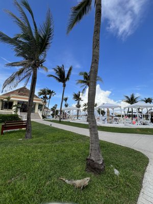 Bahia Principe Luxury Akumal by null