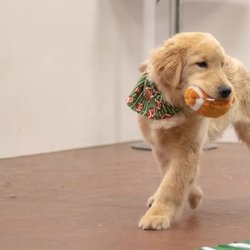 Tangled Tails - Daycare playtime in Altoona