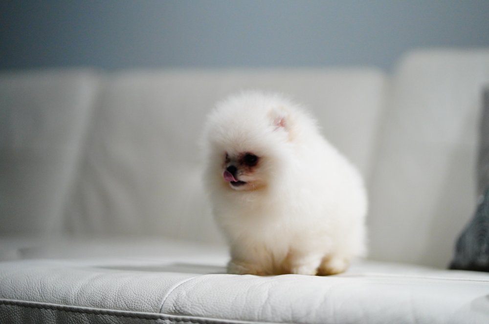 Brickell Puppies Image