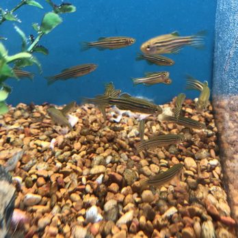 Pet Supermarket - Tank of fish and ghost shrimp - Pet Stores Near Me - Boca Raton, Florida Pet Supermarket - Tank of fish and ghost shrimp - Pet Stores Near Me - Boca Raton, Florida