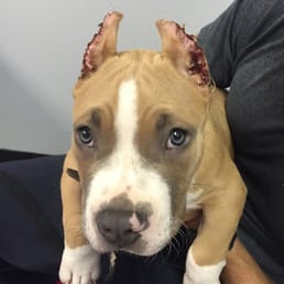 Getting his stitches out. They were cropped outside of this office.
