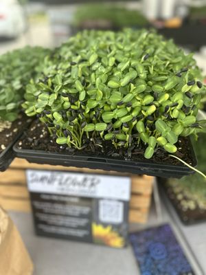 Barton Creek Farmers Market by null