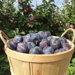 Verger Joannette Bio - Prunes Biologiques (Mont-Royal)