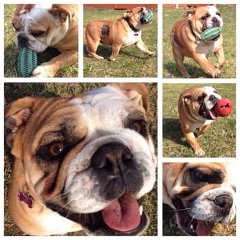 Aunt Tara's Creative Canine Solutions - Beautiful Tallulah!! - Dog Walkers Near Me - Traverse City, Michigan Aunt Tara's Creative Canine Solutions - Beautiful Tallulah!! - Dog Walkers Near Me - Traverse City, Michigan