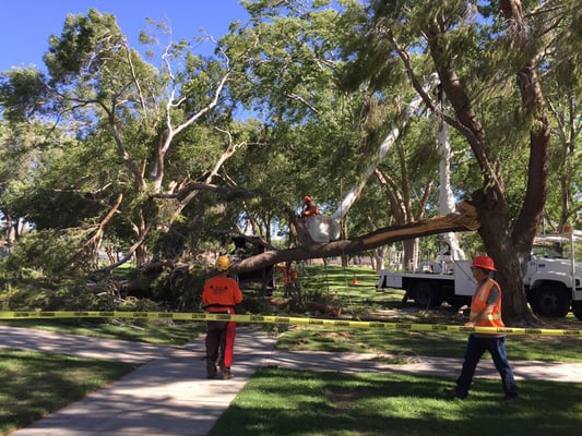 Professional Tree Removal - Protect Your Lancaster Home or Business from Tree-Related Damage
At Tip Top Arborists, we love trees and understand the value they add to our community. That’s why we do our best to save and protect them at all costs. However, there are times when tree removal is the only option to ensure the safety of your property and those in and around it. If your trees are starting to pose a serious threat to your home, business, or the general public, you can trust Tip Top Arborists to safely and carefully remove them.
Our ISA-certified arborists and seasoned tree climbers have almost five decades of experience in the field. We have worked on every tree removal job imaginable, from simple small tree removals to large-scale tree felling projects. No tree removal job is too complex for us to handle—be it trees near structures, over power lines, or within tight spaces. We have the team and the resources to remove any size tree with precision and ease. Professional Tree Removal - Protect Your Lancaster Home or Business from Tree-Related Damage
At Tip Top Arborists, we love trees and understand the value they add to our community. That’s why we do our best to save and protect them at all costs. However, there are times when tree removal is the only option to ensure the safety of your property and those in and around it. If your trees are starting to pose a serious threat to your home, business, or the general public, you can trust Tip Top Arborists to safely and carefully remove them.
Our ISA-certified arborists and seasoned tree climbers have almost five decades of experience in the field. We have worked on every tree removal job imaginable, from simple small tree removals to large-scale tree felling projects. No tree removal job is too complex for us to handle—be it trees near structures, over power lines, or within tight spaces. We have the team and the resources to remove any size tree with precision and ease.