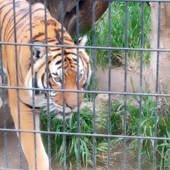 Central Coast Zoo - Poor sad Malaysian Tiger - Zoos Near Me - Atascadero, California