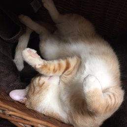 Shady the cat