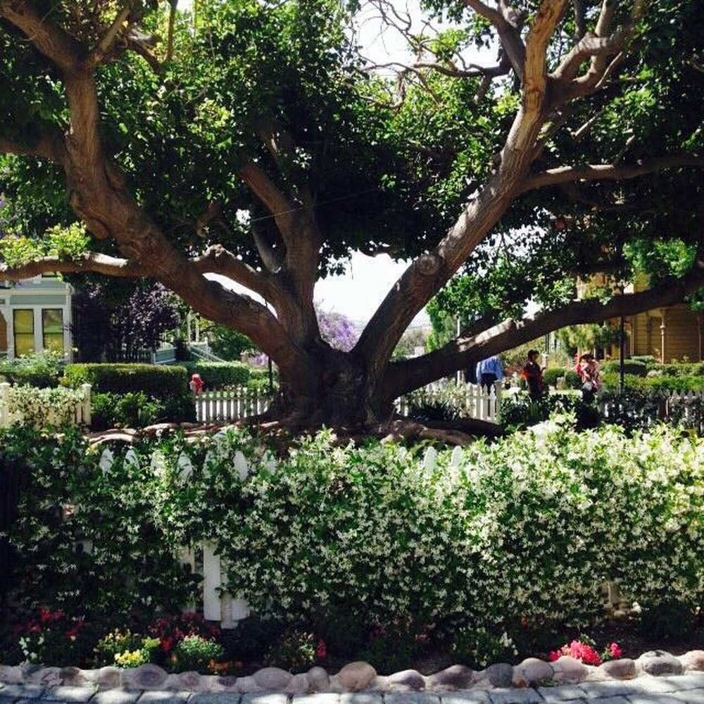 Heritage Park - Cute tree in the middle of the houses! - Parks Near Me - San Diego, California Heritage Park - Cute tree in the middle of the houses! - Parks Near Me - San Diego, California