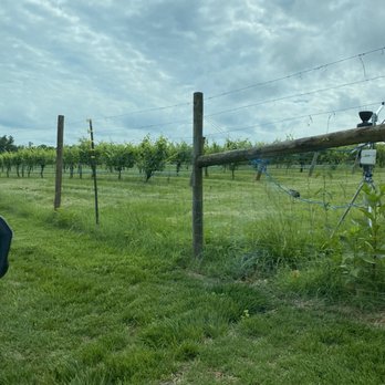 Zephaniah Farm Vineyard - Vineyard - Wineries Near Me - Leesburg, Virginia