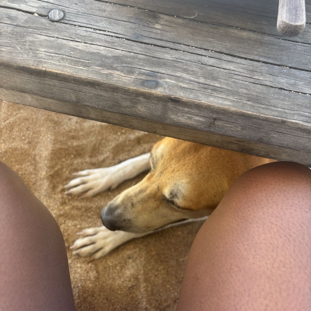 El Alquimista - Beach dog - Pubs Near Me - Oaxaca, OAX