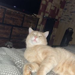 Rental City - My cat simba