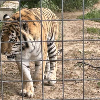 Project Survival's Cat Haven - Bengal tiger - Zoos Near Me - Dunlap, California