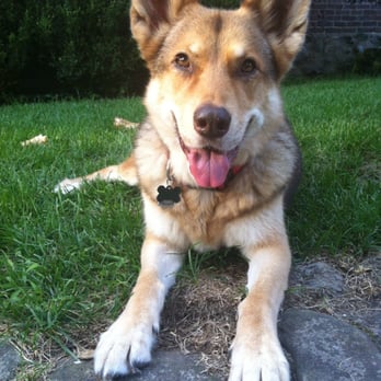 Doggie Au Pair - Dog Walkers Near Me