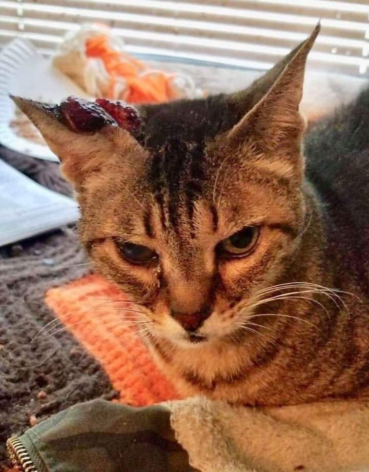 SEER FARMS Updated September 2024 472 West Veterans Hwy, Jackson