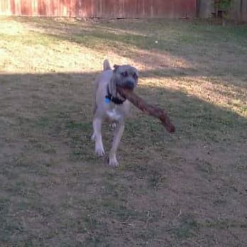 K9 Play and Train - Big dog fetch - Pet Training Near Me - Bulverde, Texas K9 Play and Train - Big dog fetch - Pet Training Near Me - Bulverde, Texas