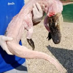 Cajun Express - We sell whole gators and more frozen fresh and live products as well