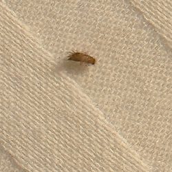 Fullerton Inn - Bed bug