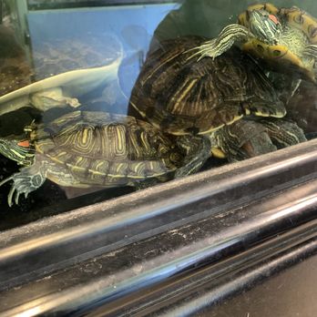 Wow Fish & Pets - Dead turtles - Pet Groomers Near Me - Hesperia, California Wow Fish & Pets - Dead turtles - Pet Groomers Near Me - Hesperia, California