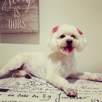Loyal Paws Pet Grooming - LillyRose - Pet Groomers Near Me - Perris, California Loyal Paws Pet Grooming - LillyRose - Pet Groomers Near Me - Perris, California