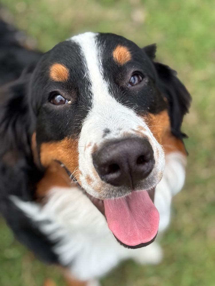 Solo Pup Academy - pet boarding facility in Austin, TX
