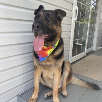 Saving Grace Grooming - Archie, our German Shepherd, freshly groomed and stylin! - Pet Groomers Near Me Saving Grace Grooming - Archie, our German Shepherd, freshly groomed and stylin! - Pet Groomers Near Me