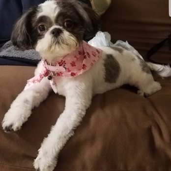 Show Dog Grooming - Pet Groomers Near Me - Maple Shade, New Jersey